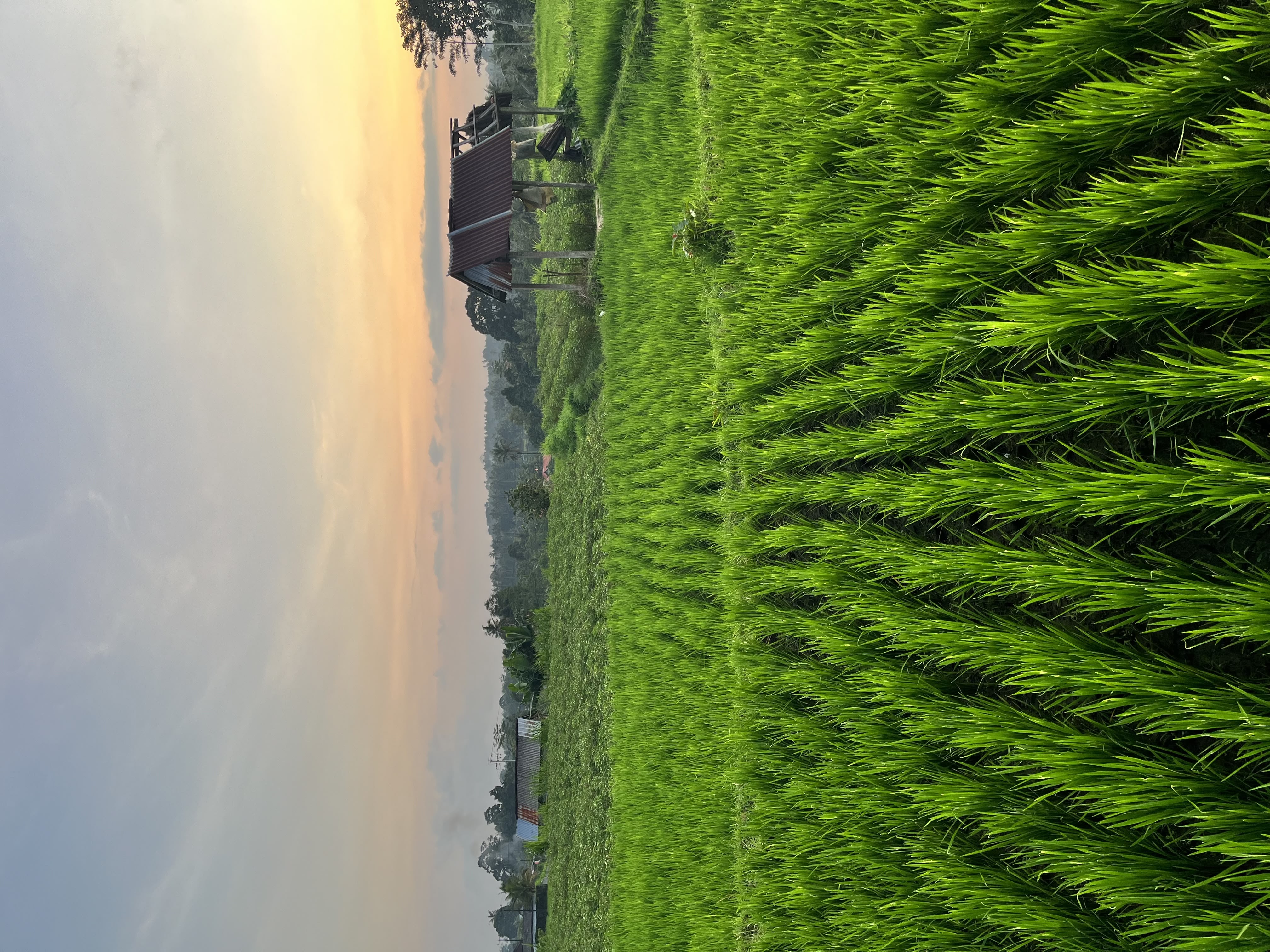 Close-up of a green palm leaf with intricate veining and texture, showcasing rich shades of green.