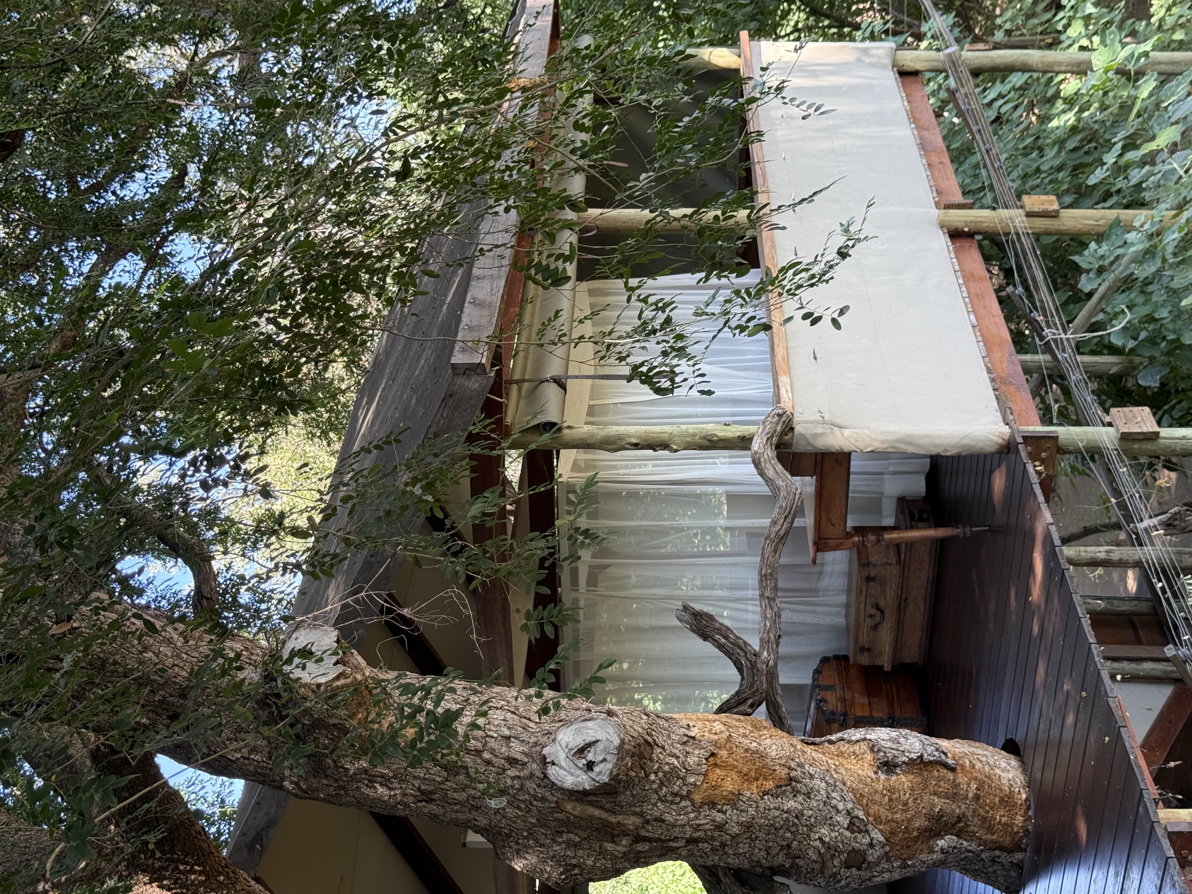 Tree Camp i Mashatu Game Reserve, Botswana – unikt boende byggt på en platå i ett träd, med säng omgiven av myggnät under ridresa med Africa by Horse.