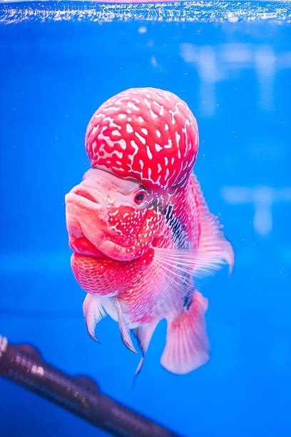 flowerhorn srd super red dragon