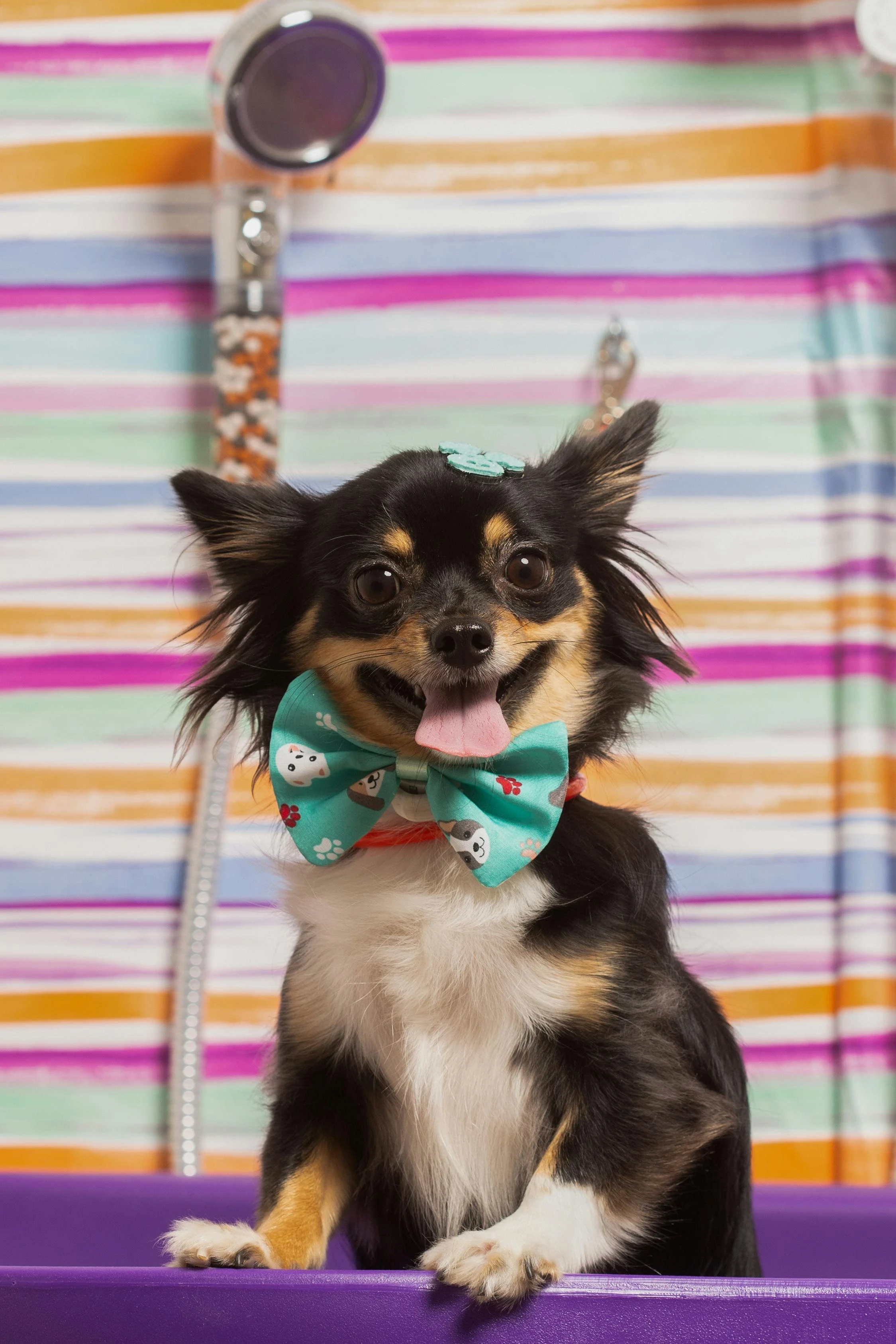 happy puppy portrait