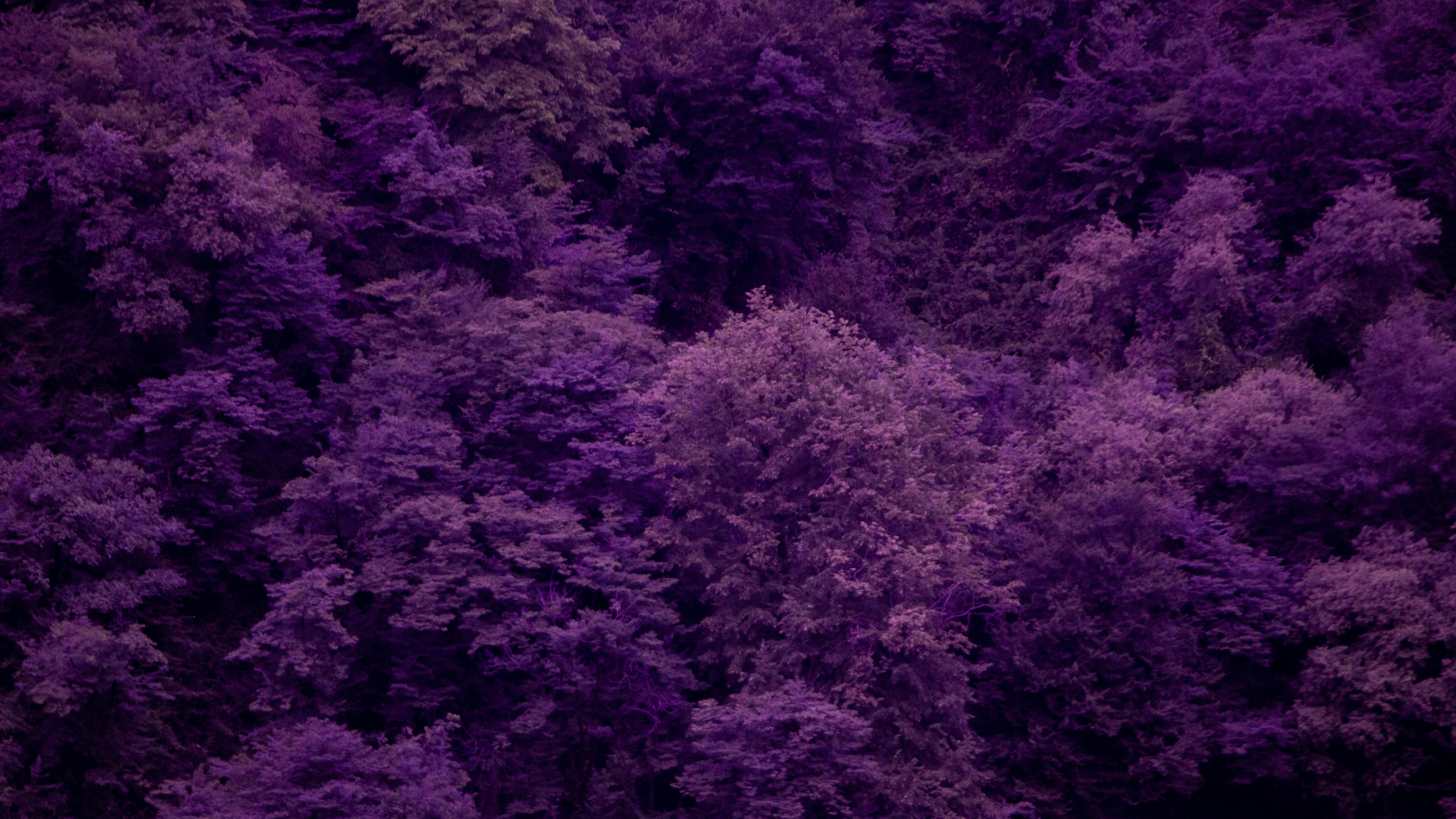 green and purple trees during daytime