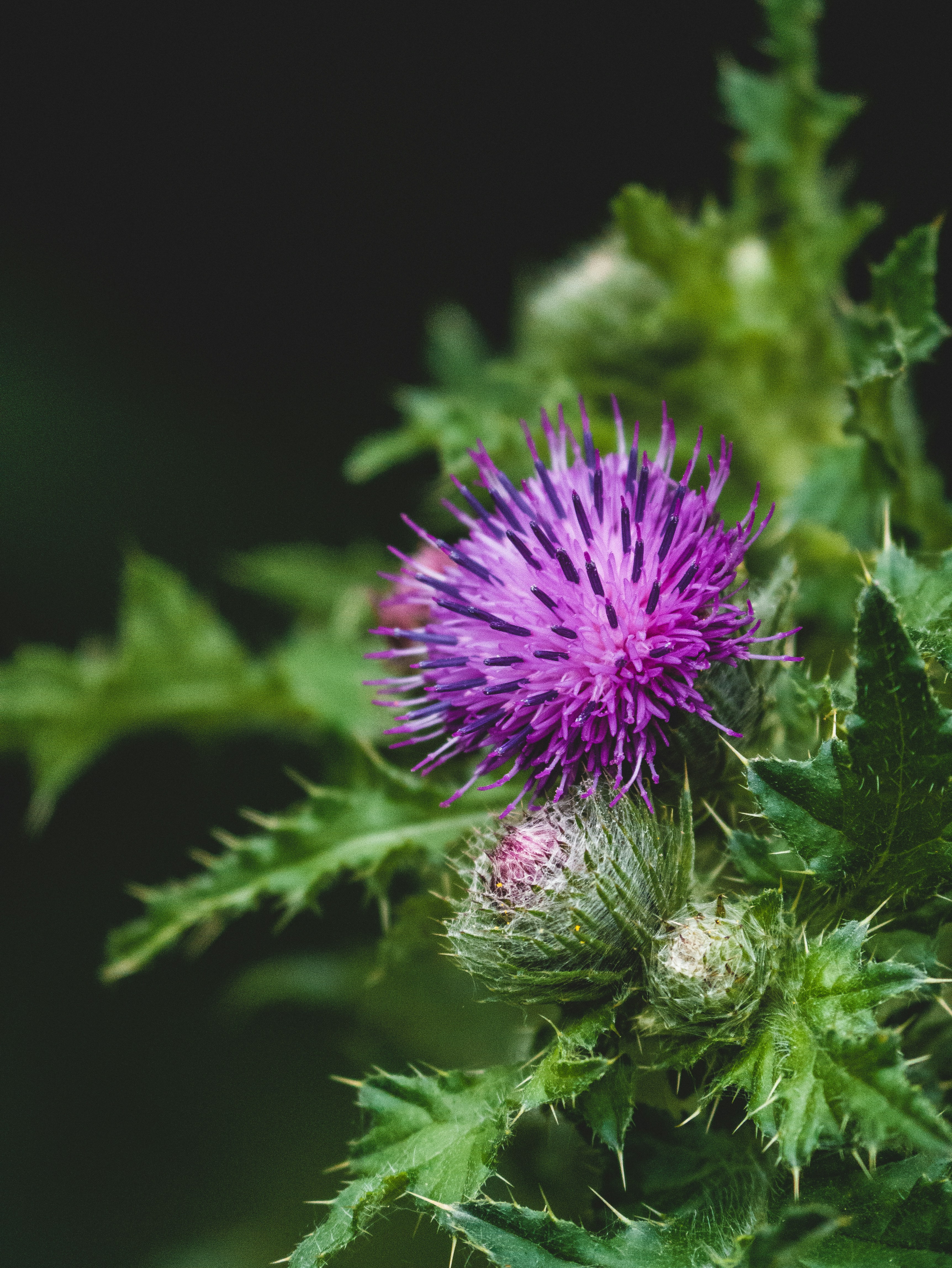 purple flower in tilt shift lens