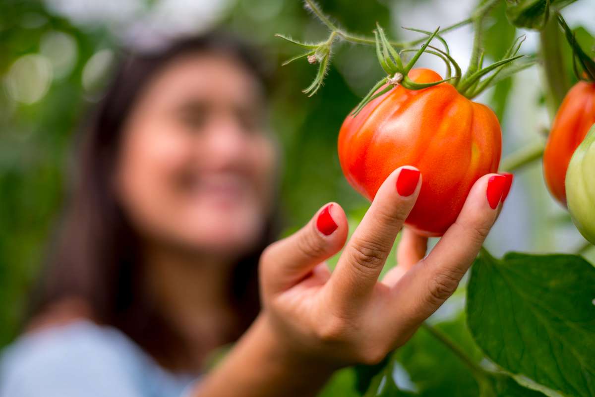 A person with red nail polish holds a large, ripe red tomato on a green vine in a garden.