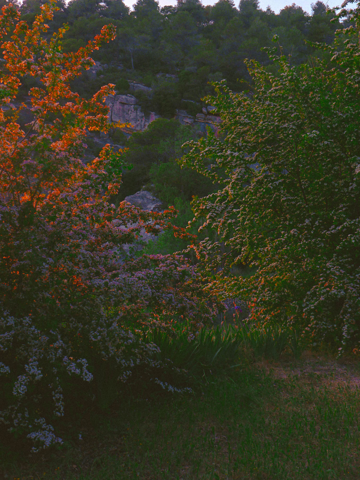 A small forest clearing with colorful bushes. It's sunset.