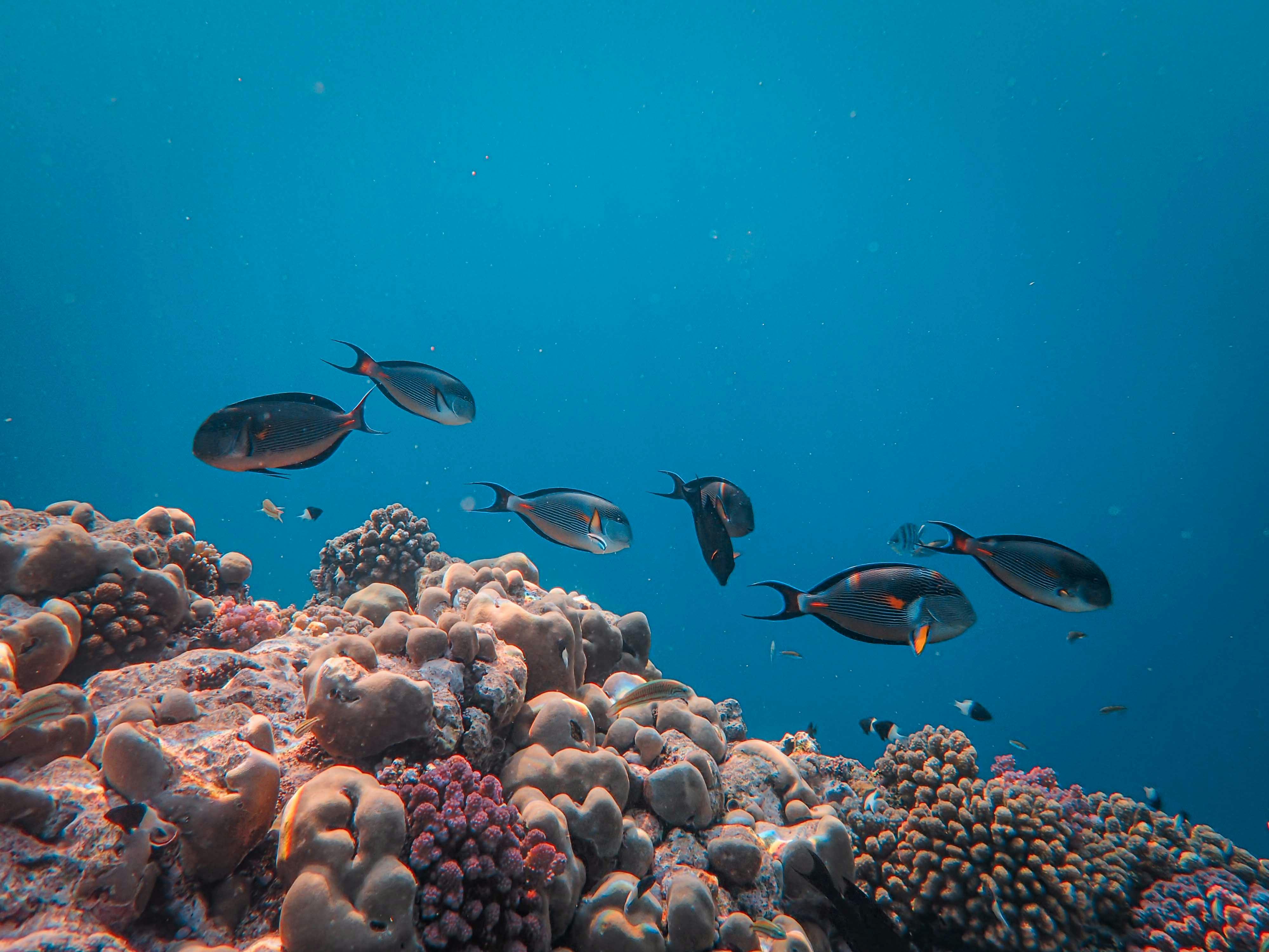 person in orange jacket standing on brown rock near snow covered mountain during daytime
