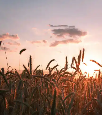 A serene wheat field at sunset, with golden stalks silhouetted against a pink and orange sky. Fluffy clouds add depth to the tranquil scene.