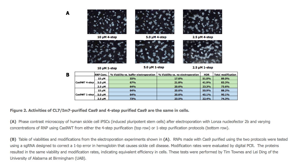 TriAltus purified CRISPR-Cas9 protein RNP 