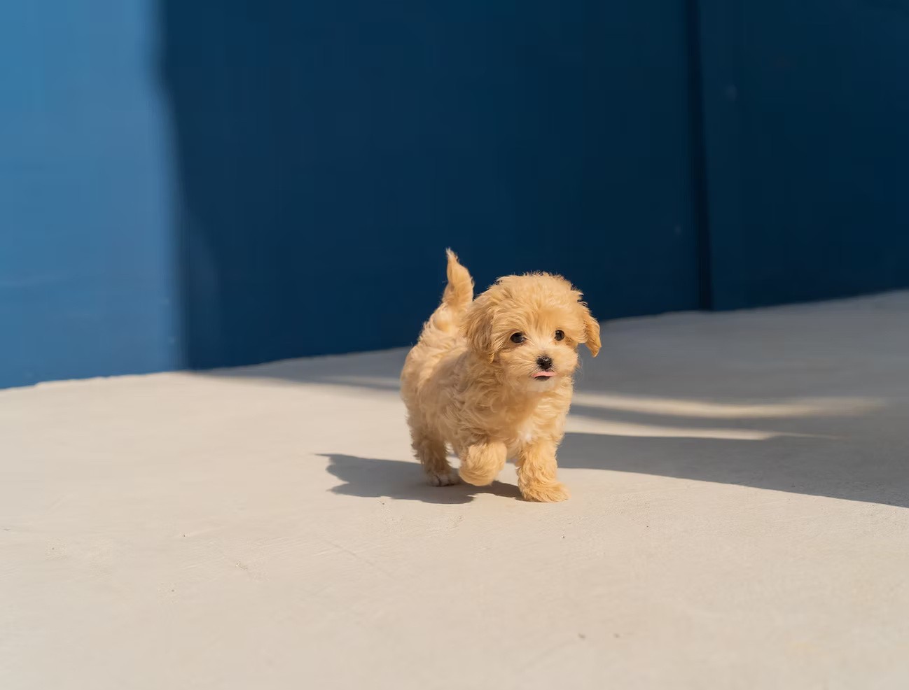 A puppy is walking down on the beige floor with a blue wall in the backgroound.