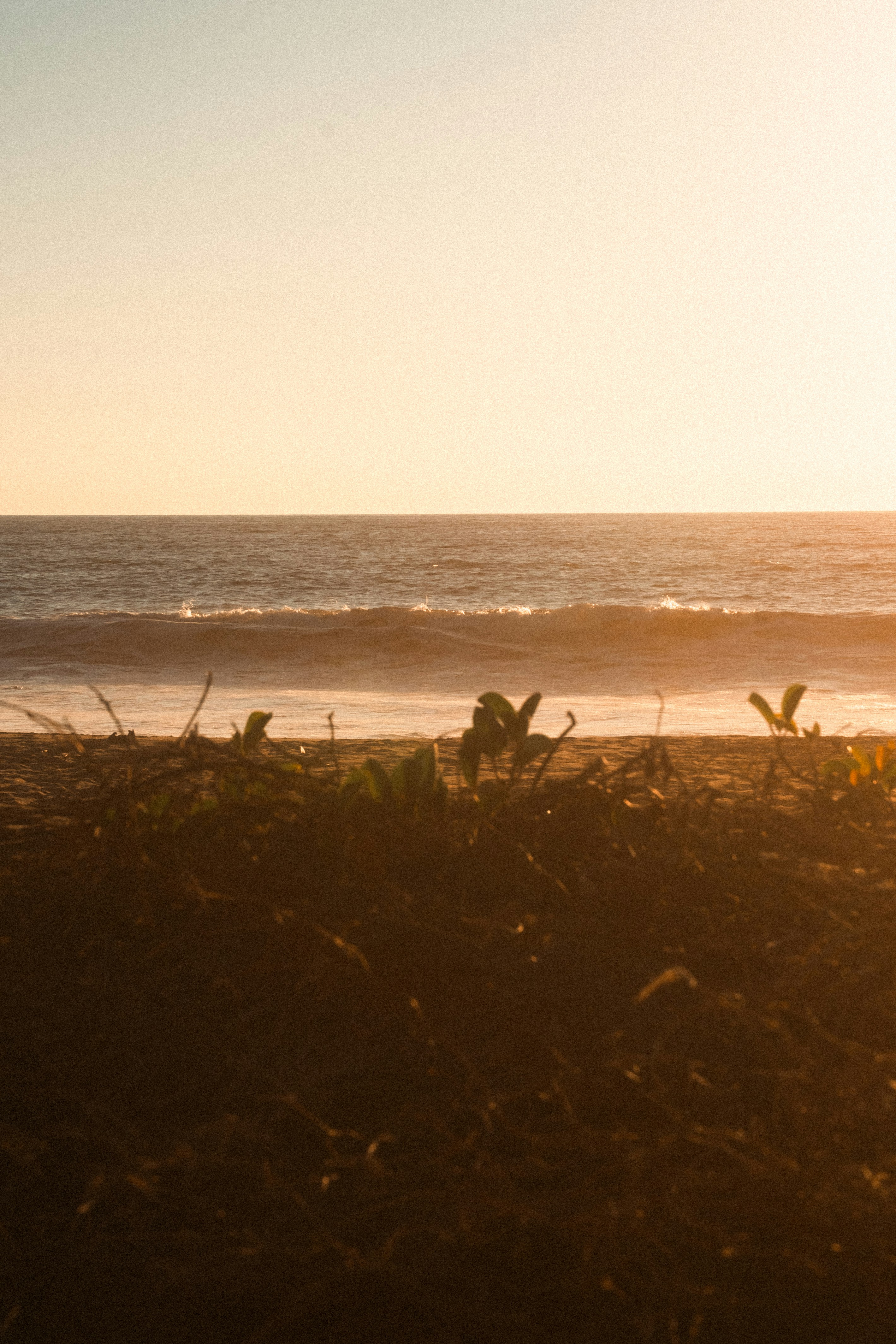 Ocean waves at sunset with coastal plants