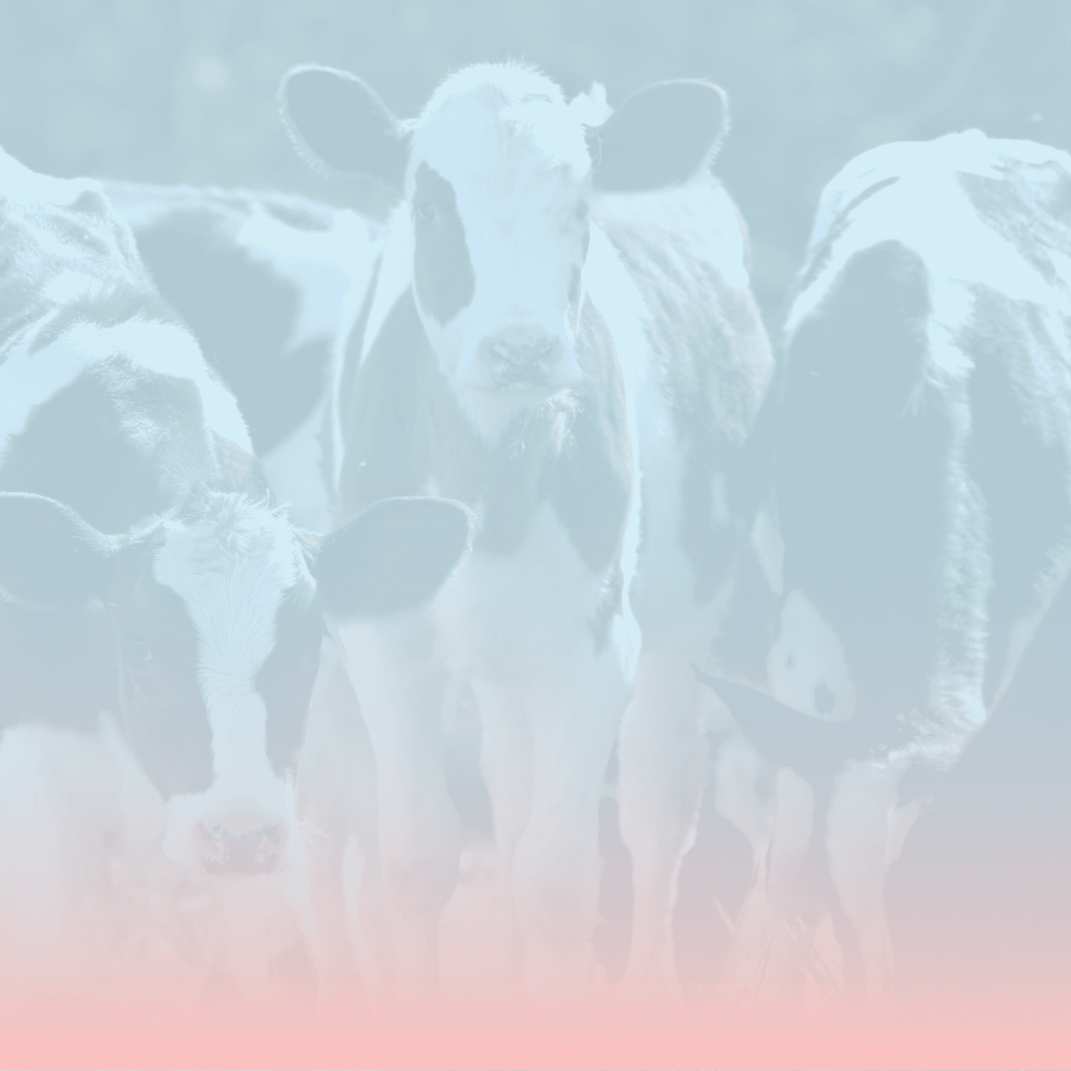 ruminants header