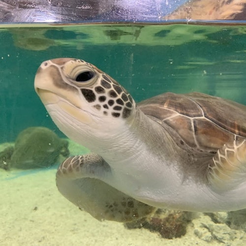 A sea turtle swims in a clear aquarium, with another turtle visible in the background. The water is tinted green.