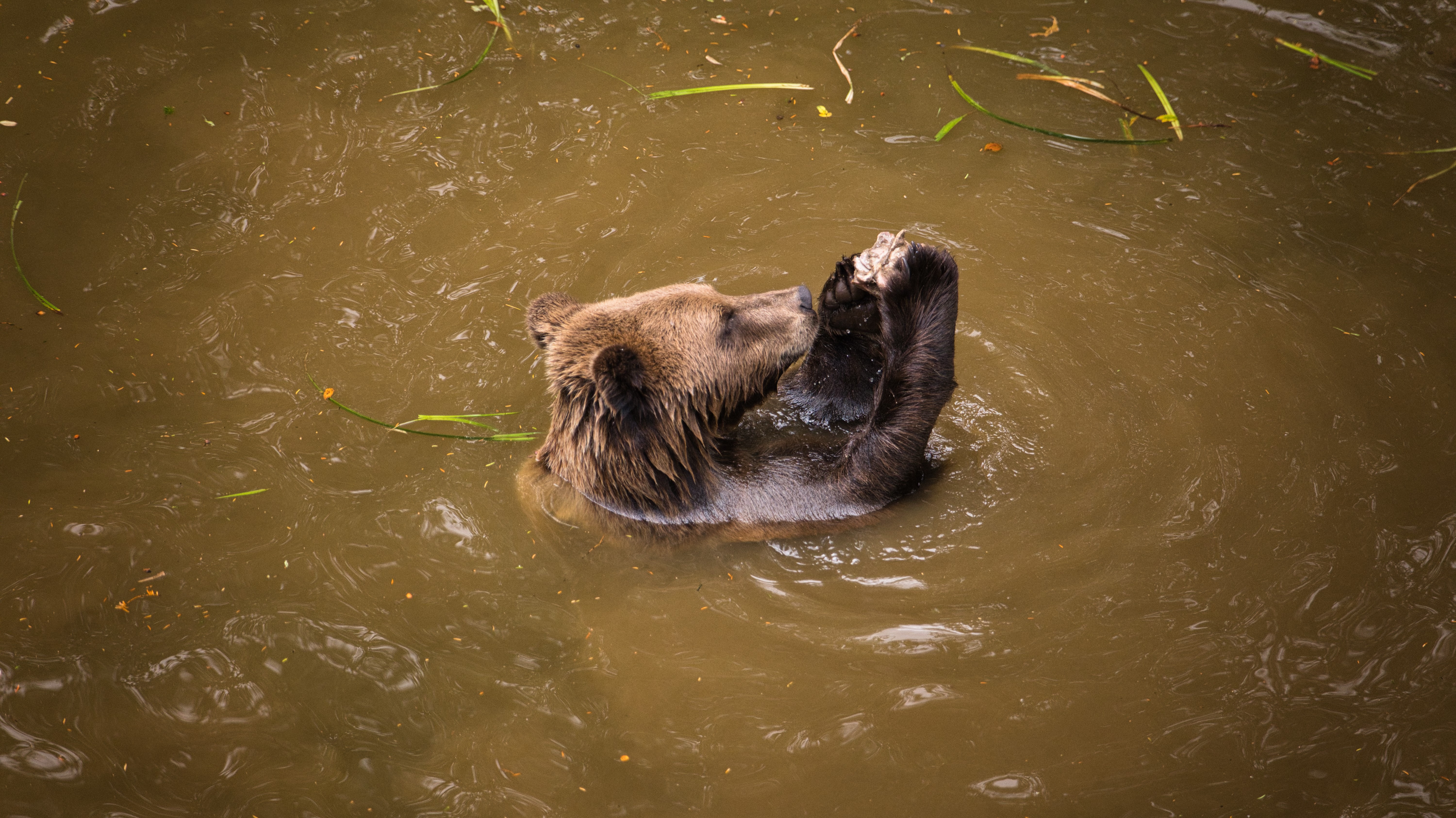 Wildwood Bear - Devon