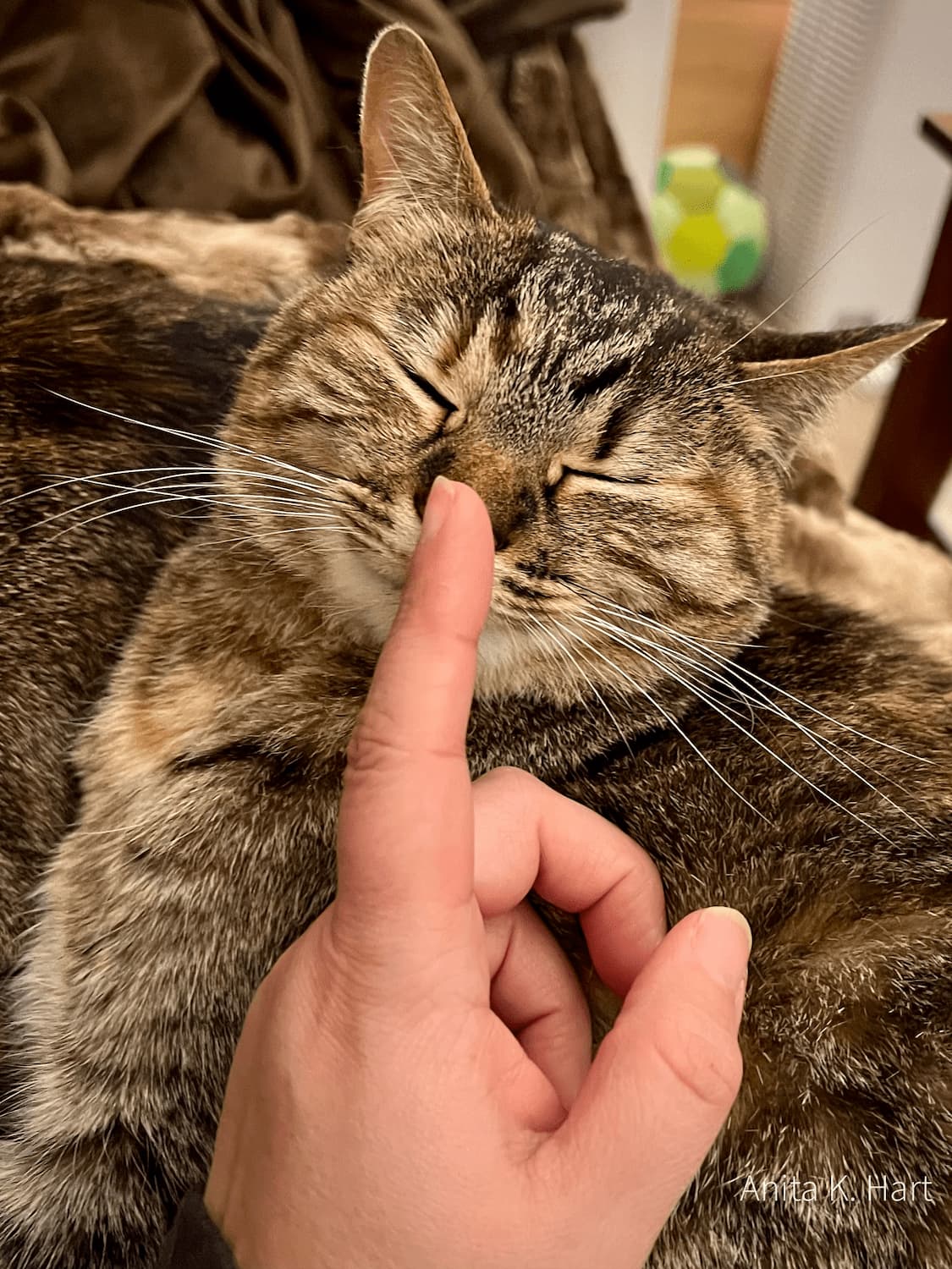 cute multi-color tabby cat with nose getting booped