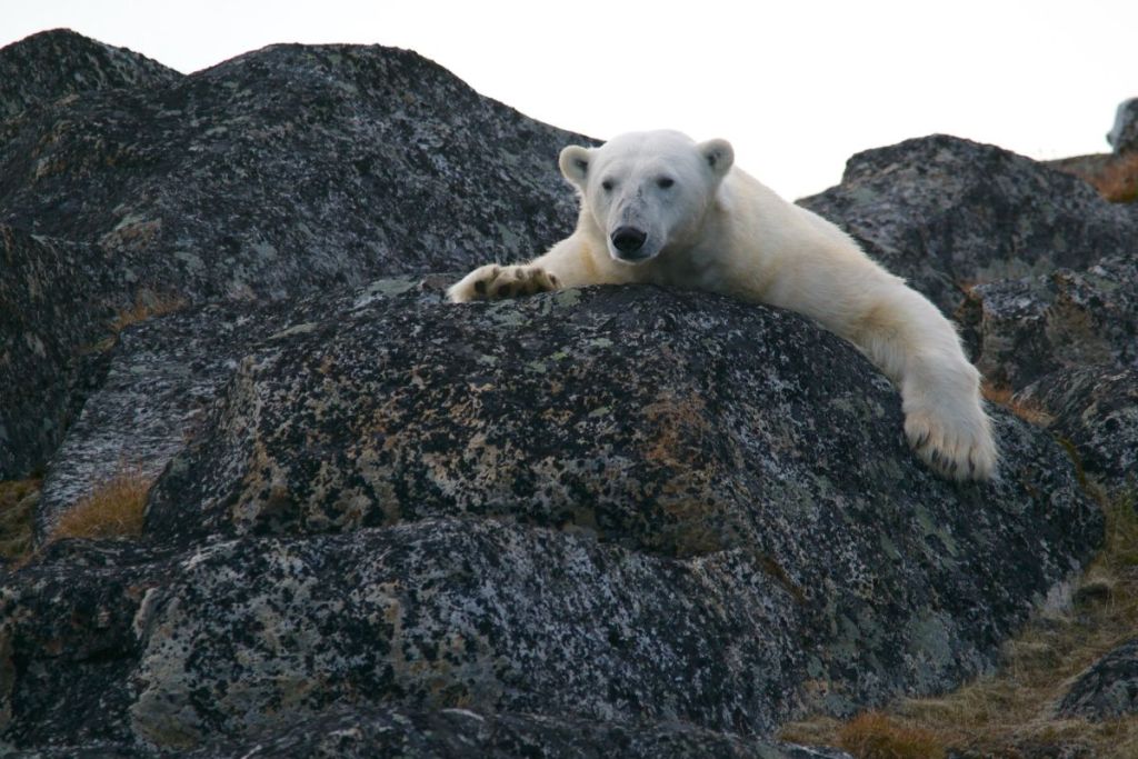 Svalbard, Polar Bear