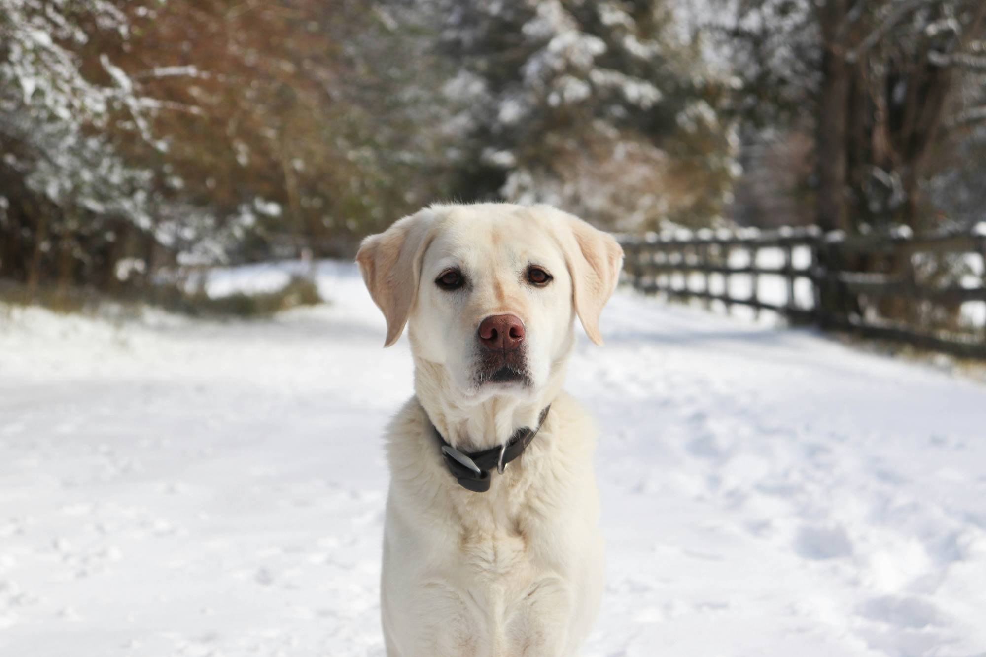 A lost dog in a snowy scene