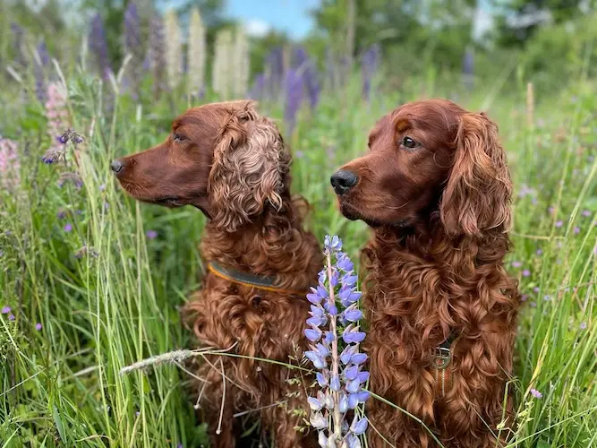 Två hundar i naturmiljö, en del av livsstilen kring Tassa och Trava.