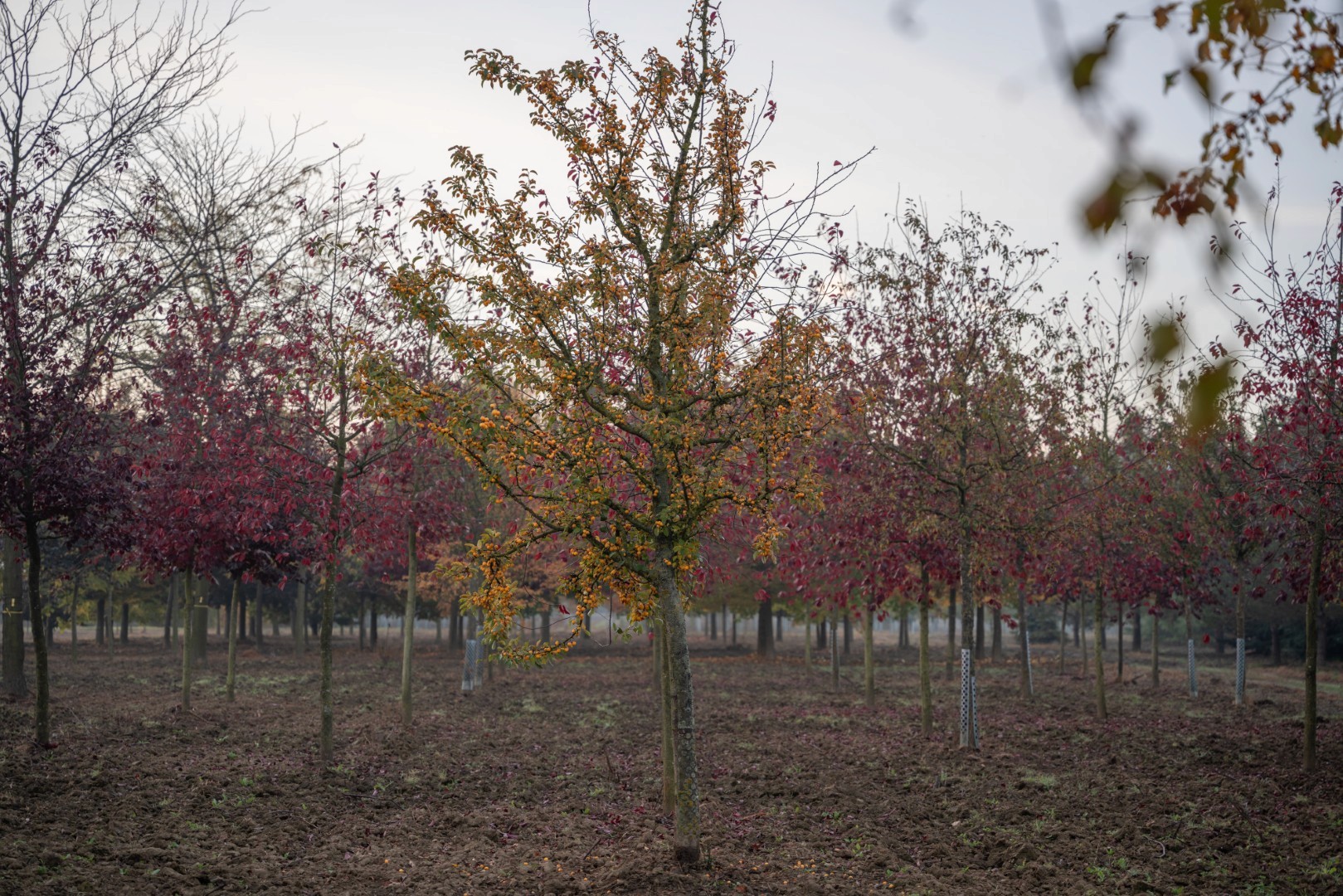 Malus ‘Golden Hornet’ mit locker verzweigter Krone und zahlreichen kleinen, gelb-orangefarbenen Zieräpfeln im Herbst.