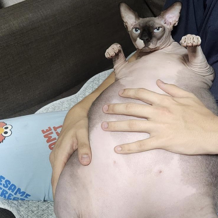 chubby Sphynx cat, funny cat lying down, quirky Sphynx photo