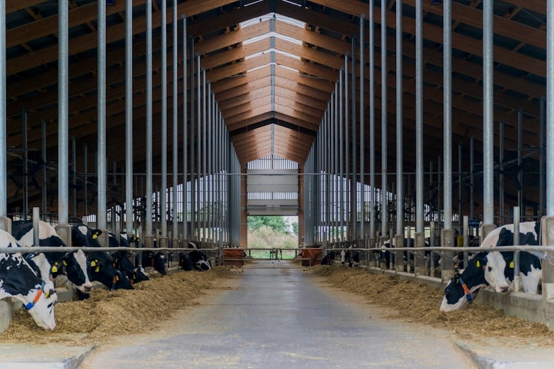 Dairy & Livestock Barns