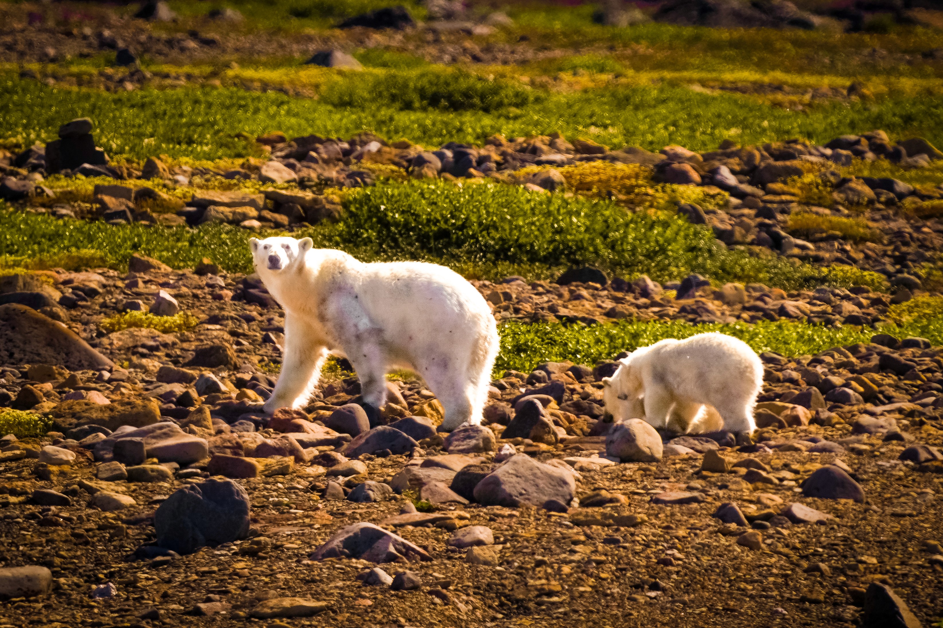 Polar Bear and Cub