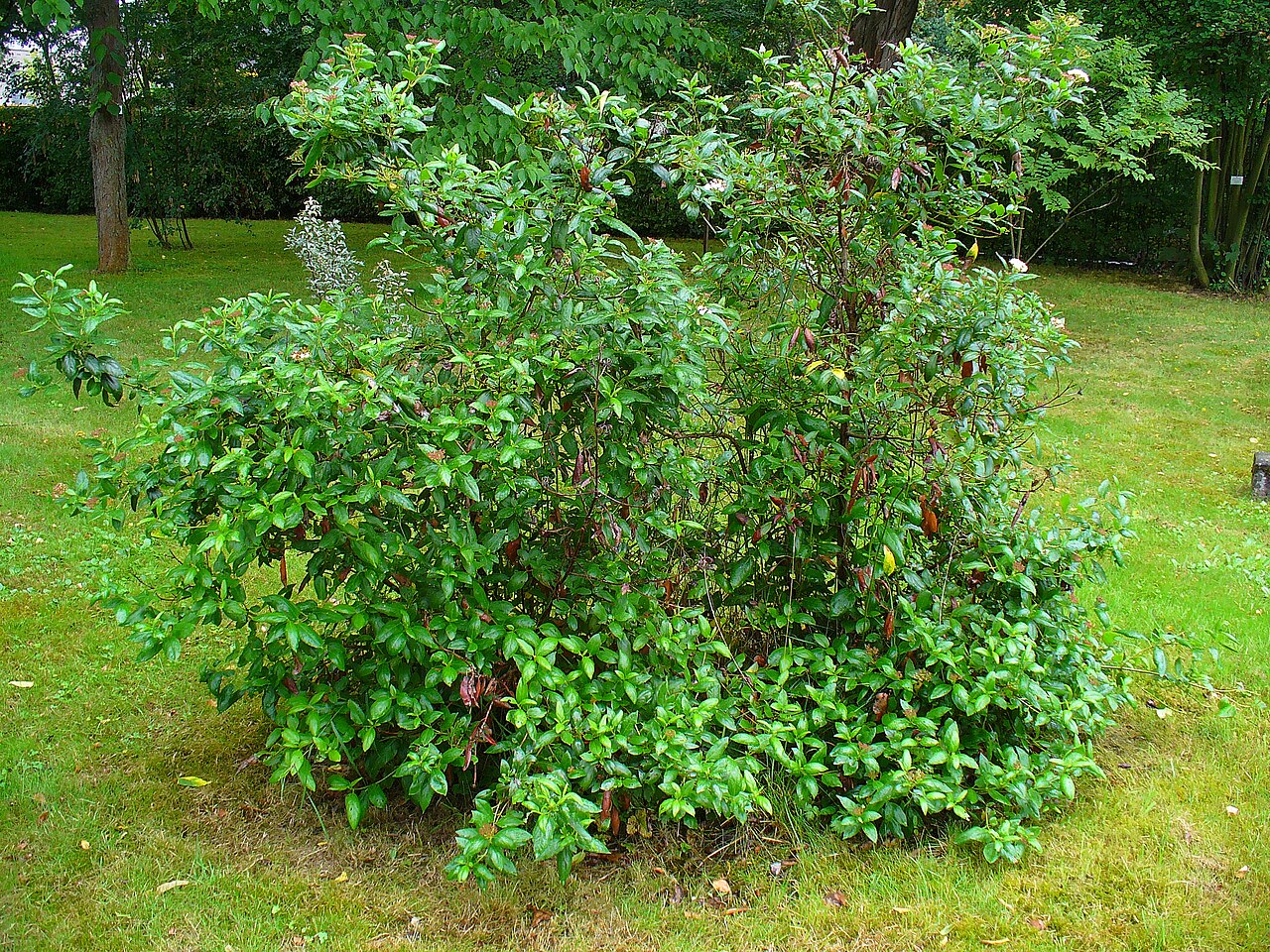 Laurier-tin photographié au jardin botanique de Karlsruhe. Viburnum tinus.