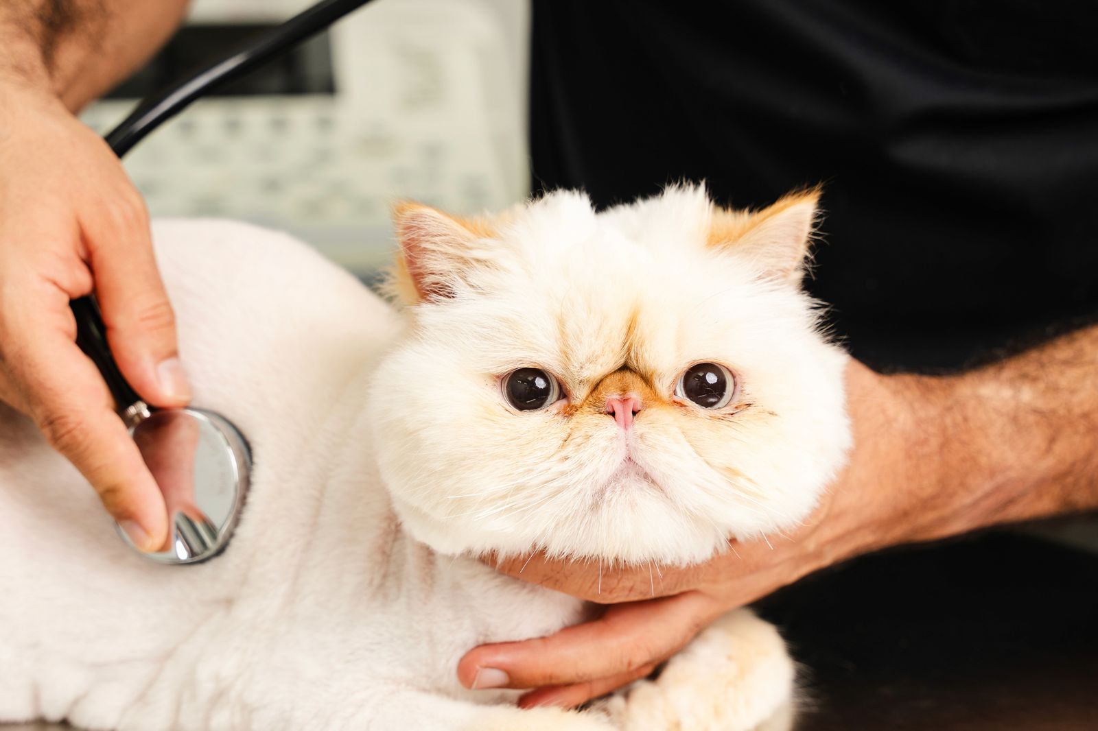 A white Persian cat with a shaved body is being examined by a veterinarian using a stethoscope. The cat looks directly at the camera with a calm expression while lying on a stainless steel examination table.