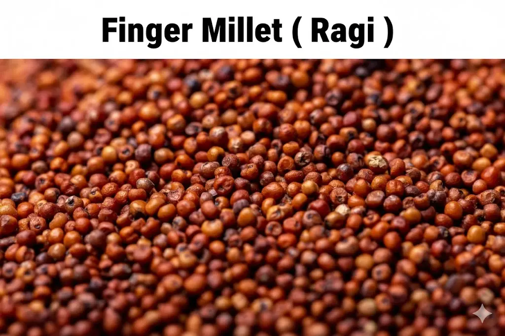 Finger Millet Ragi
