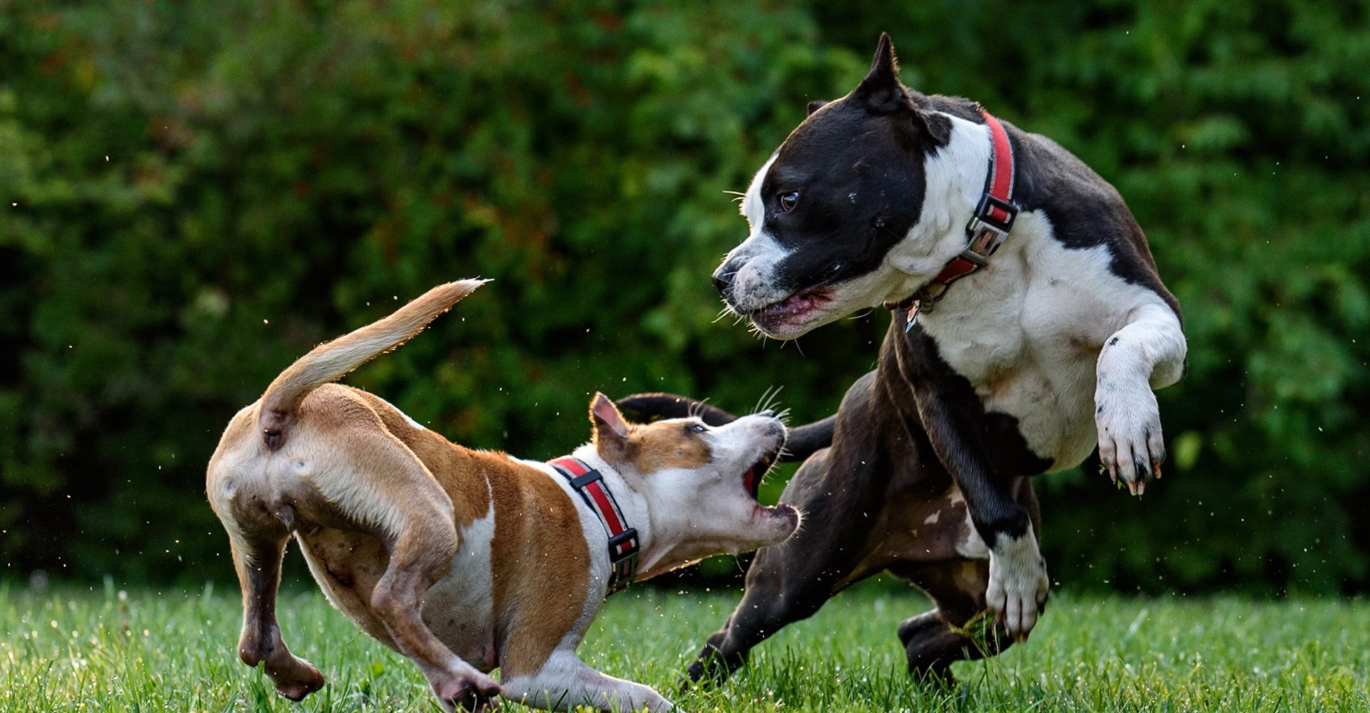 Two Dogs playing