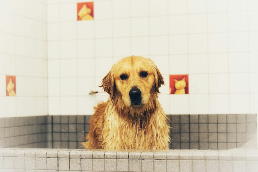 A wet golden retriever sitting in a tiled dog bath