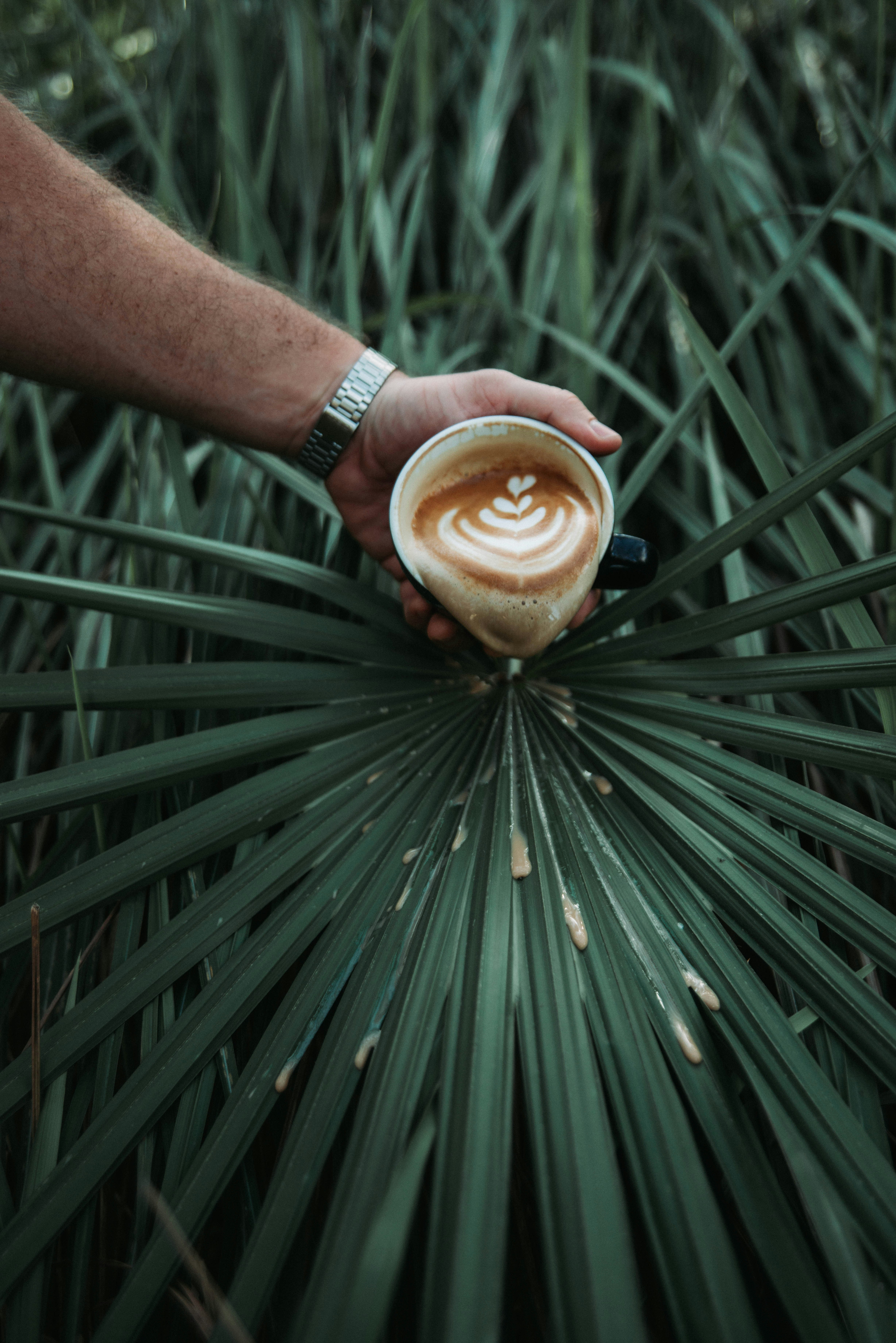 cappuccino in background with plant