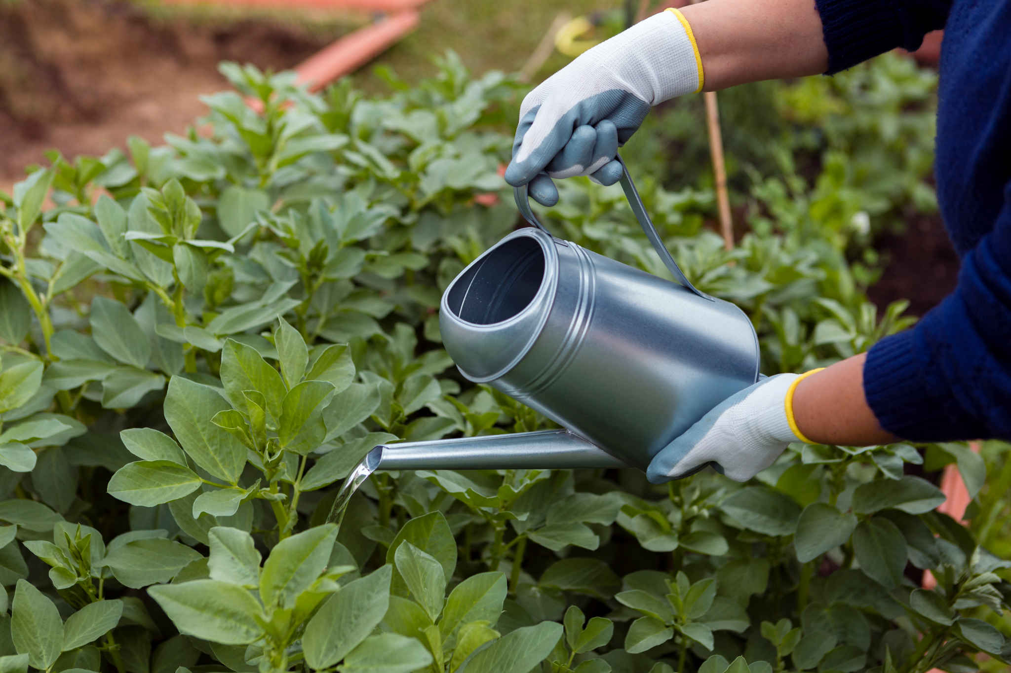watering plants