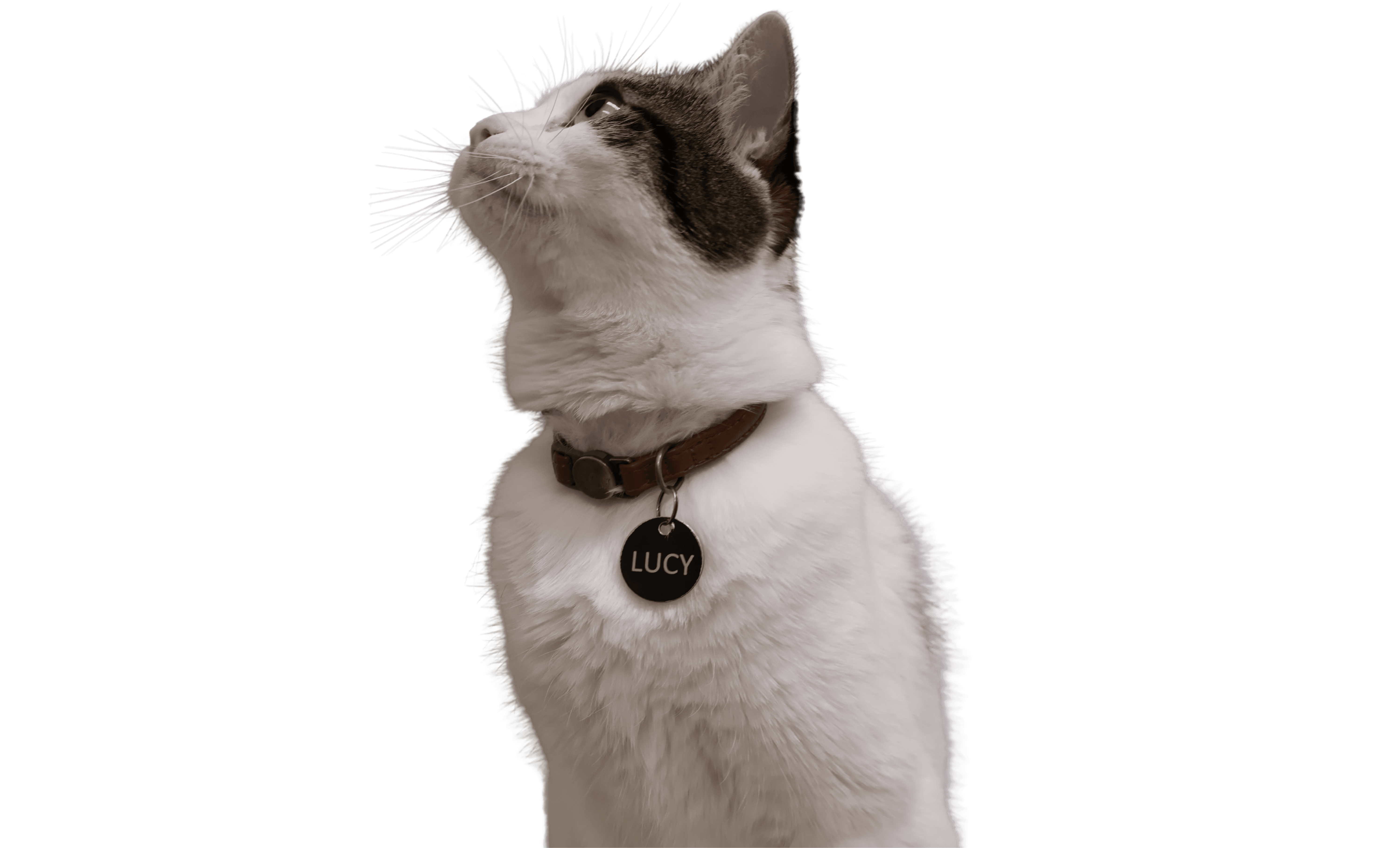 lucy the cat looking up at an angle