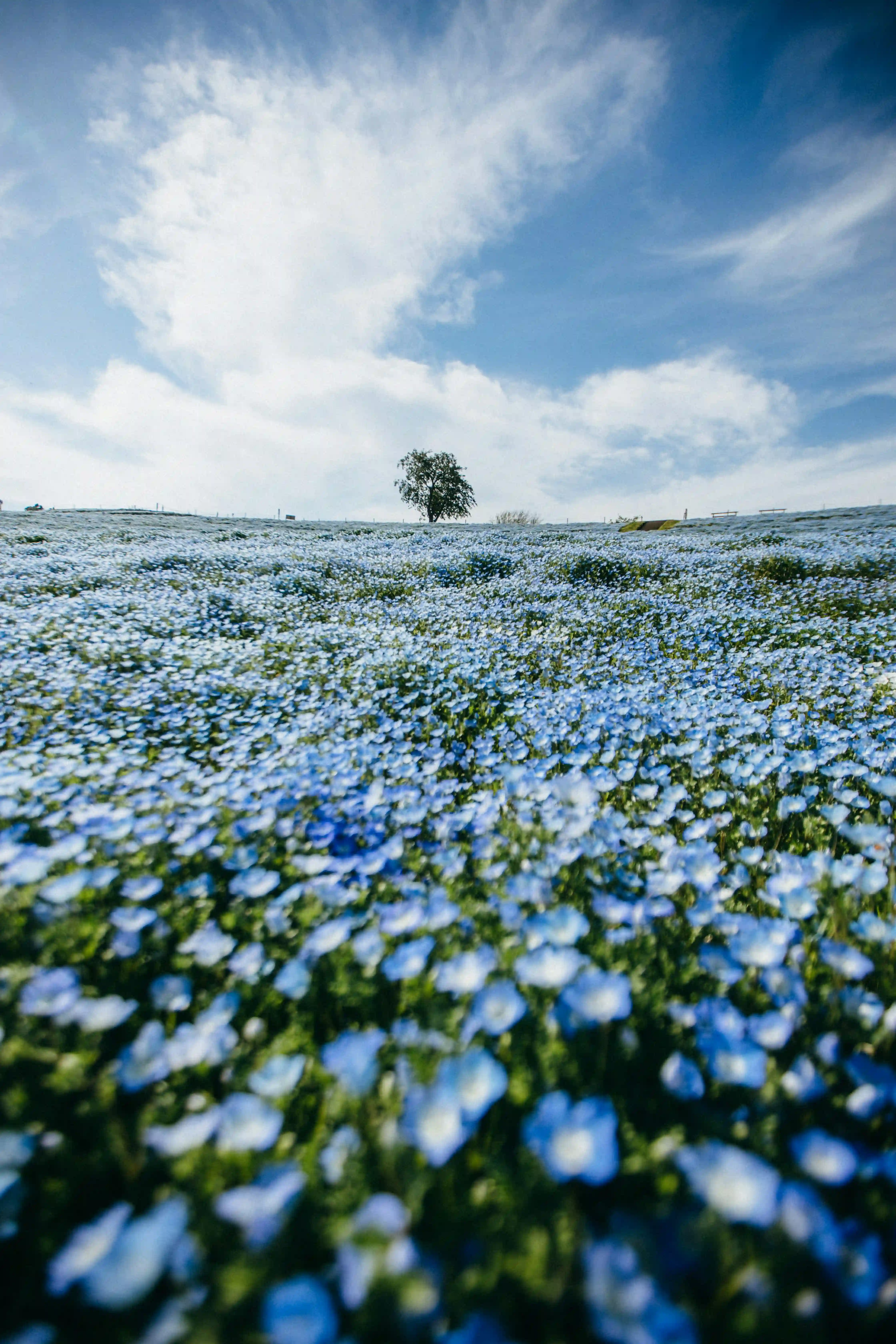 Field of light blue flowers.