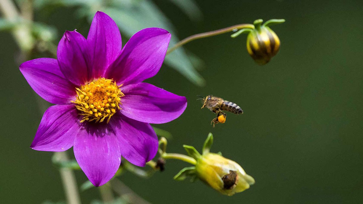 Nature Photography