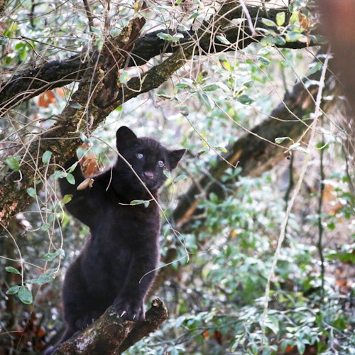 美洲豹幼崽探索它的戶外圍欄