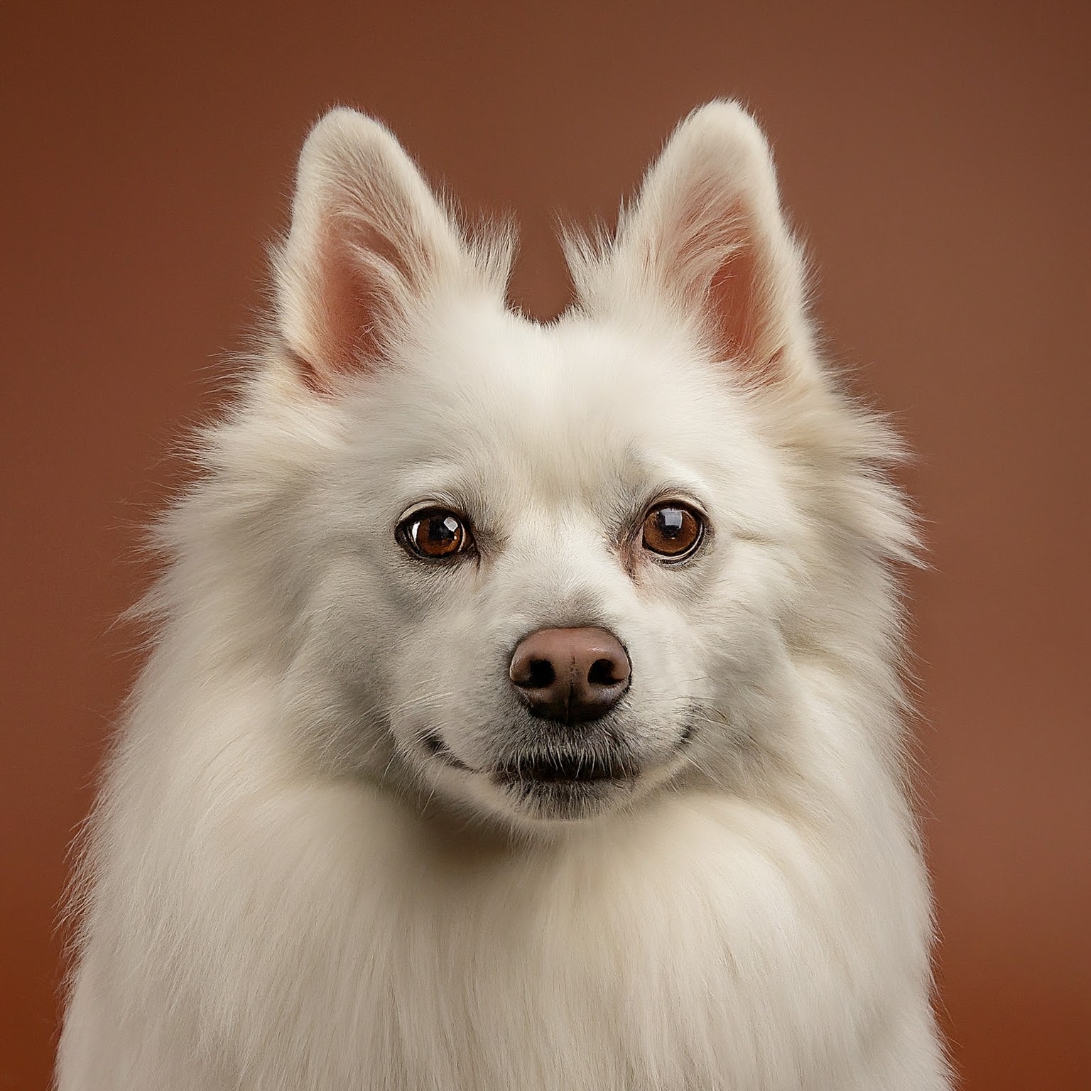 BUDDYUNO, American Eskimo Dog