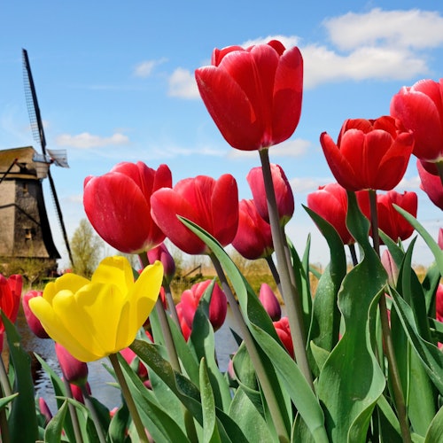 Tiket Keukenhof di Lisse