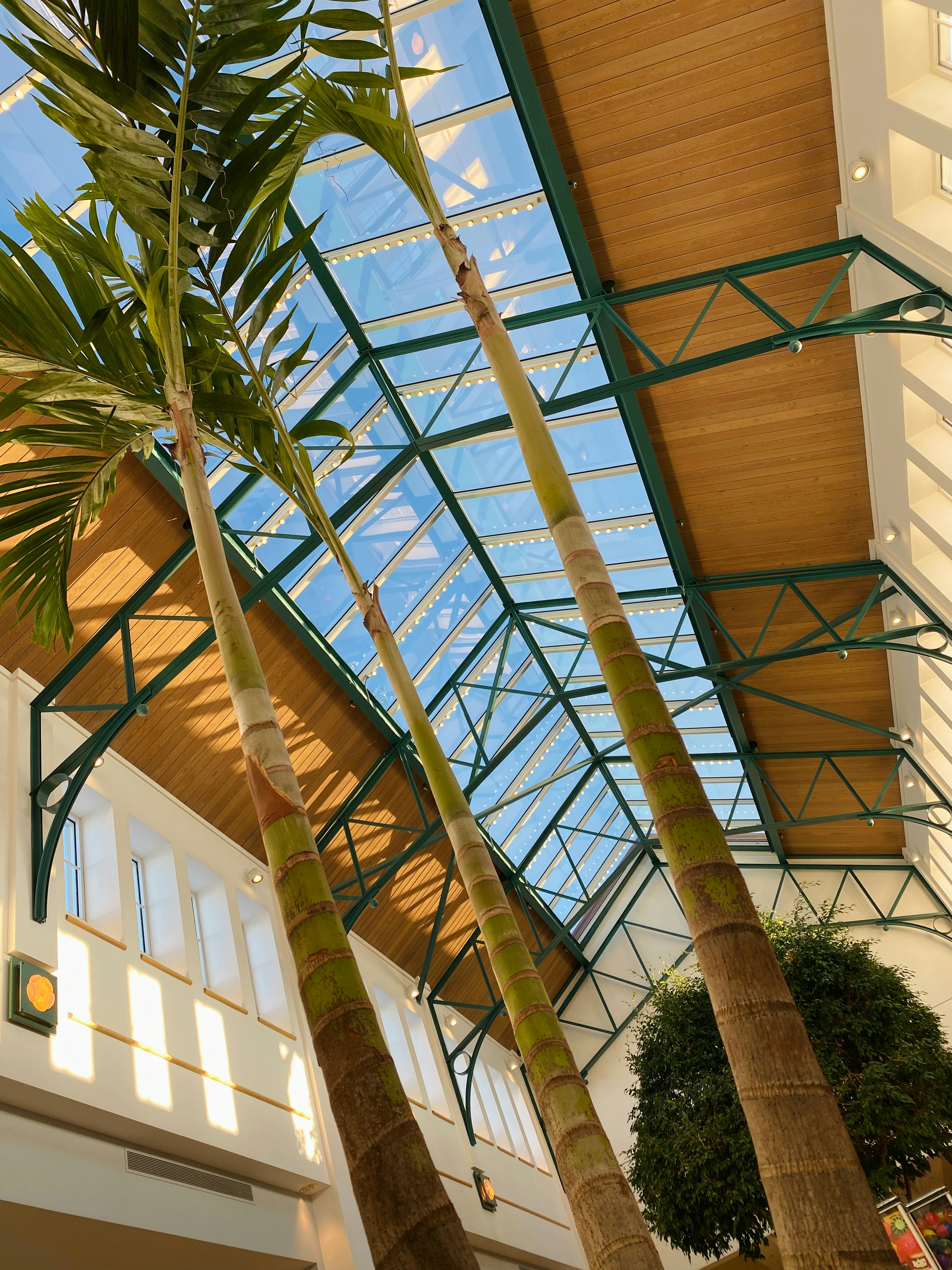 a palm tree inside of a building with a skylight
