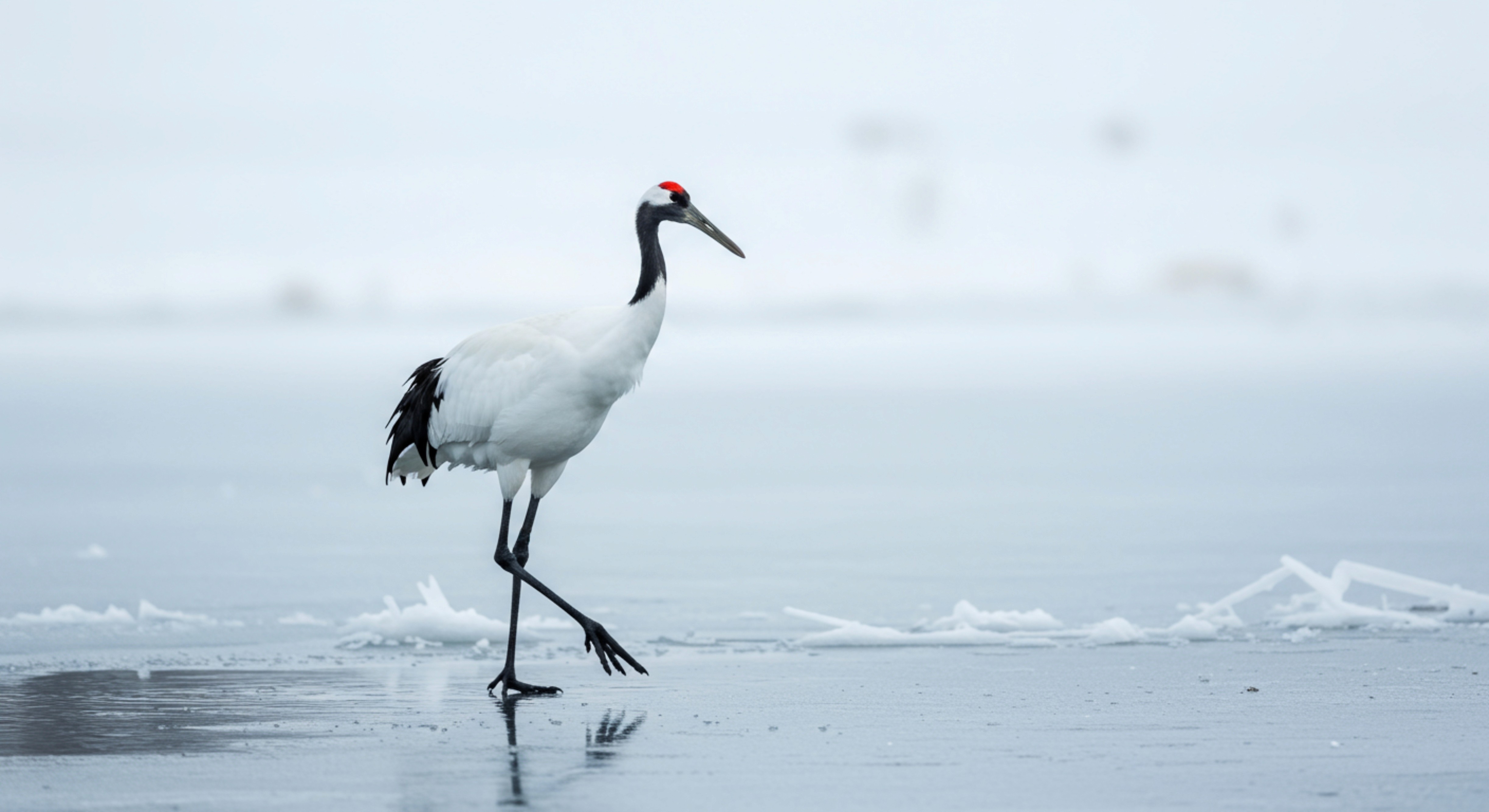 Japan's red-crowned crane removed from ‘threatened’ list after population recovery