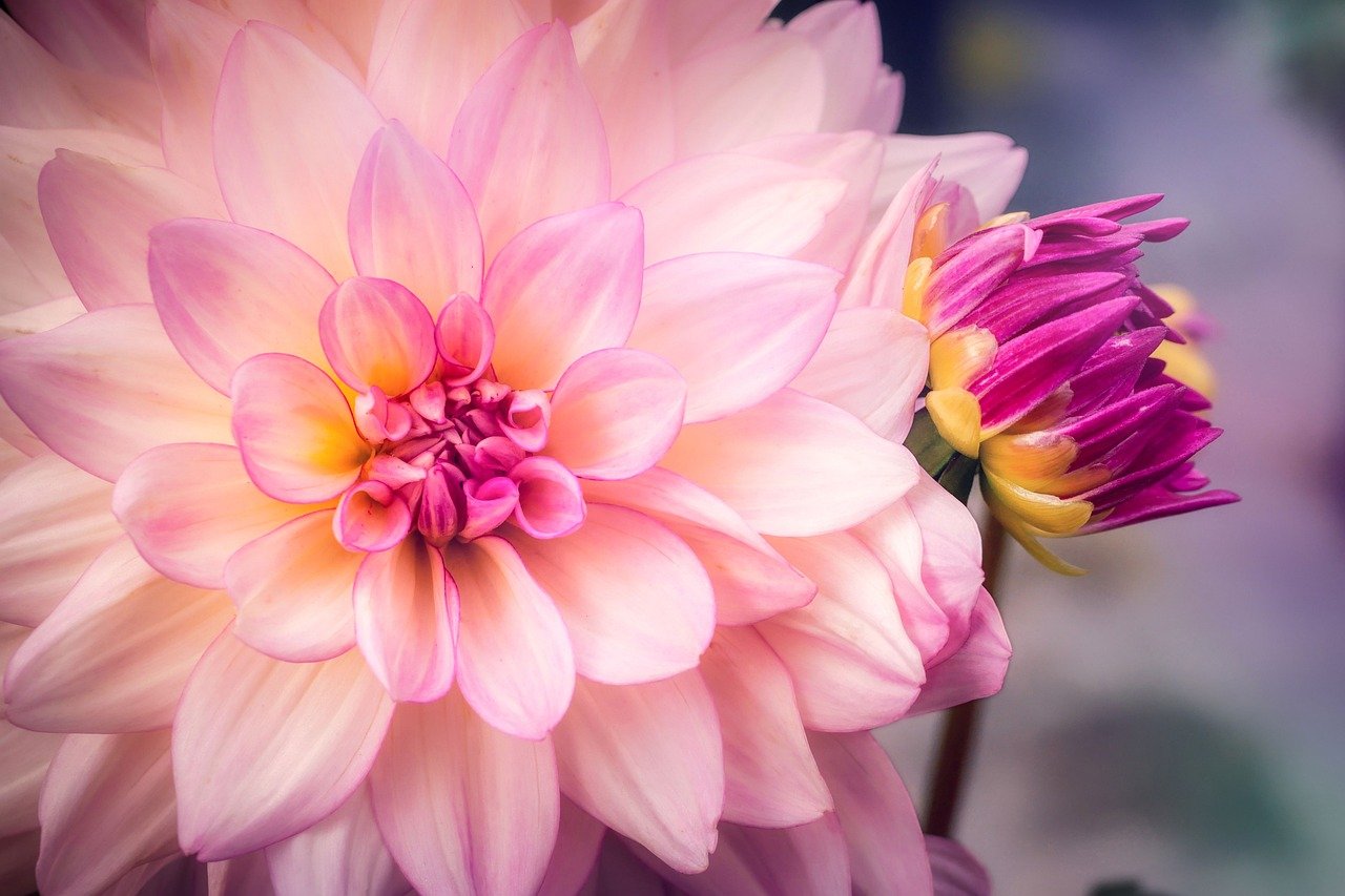 Pretty red flower