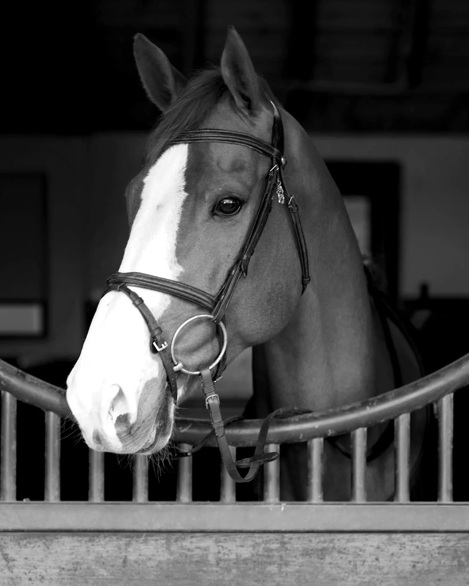 Black and white portait of horse