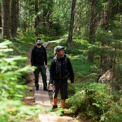 探索辽阔的泰加林