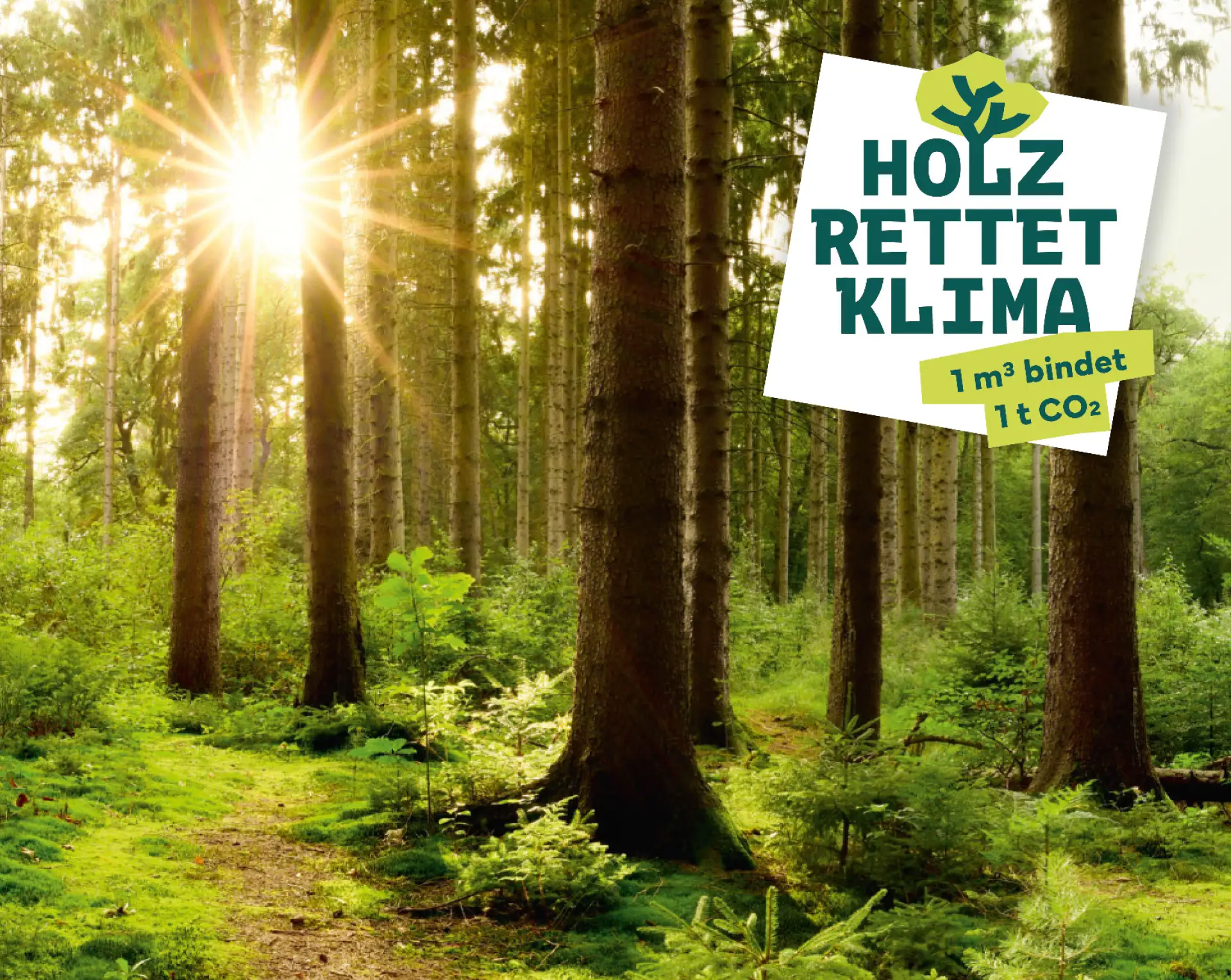 Sonneneinstrahlung durch Bäume in einem Wald mit der Botschaft "Holz rettet Klima: 1 m³ bindet 1 t CO₂".