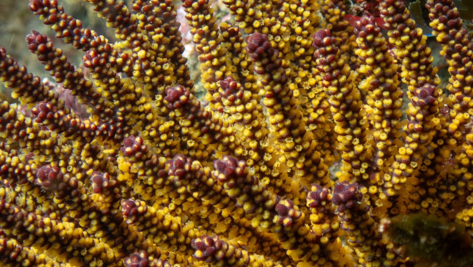 Close-up of gorgonian sea fan branches covered in yellow and maroon feeding polyps
