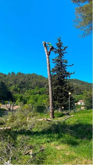 Abttage d'un grand arbre