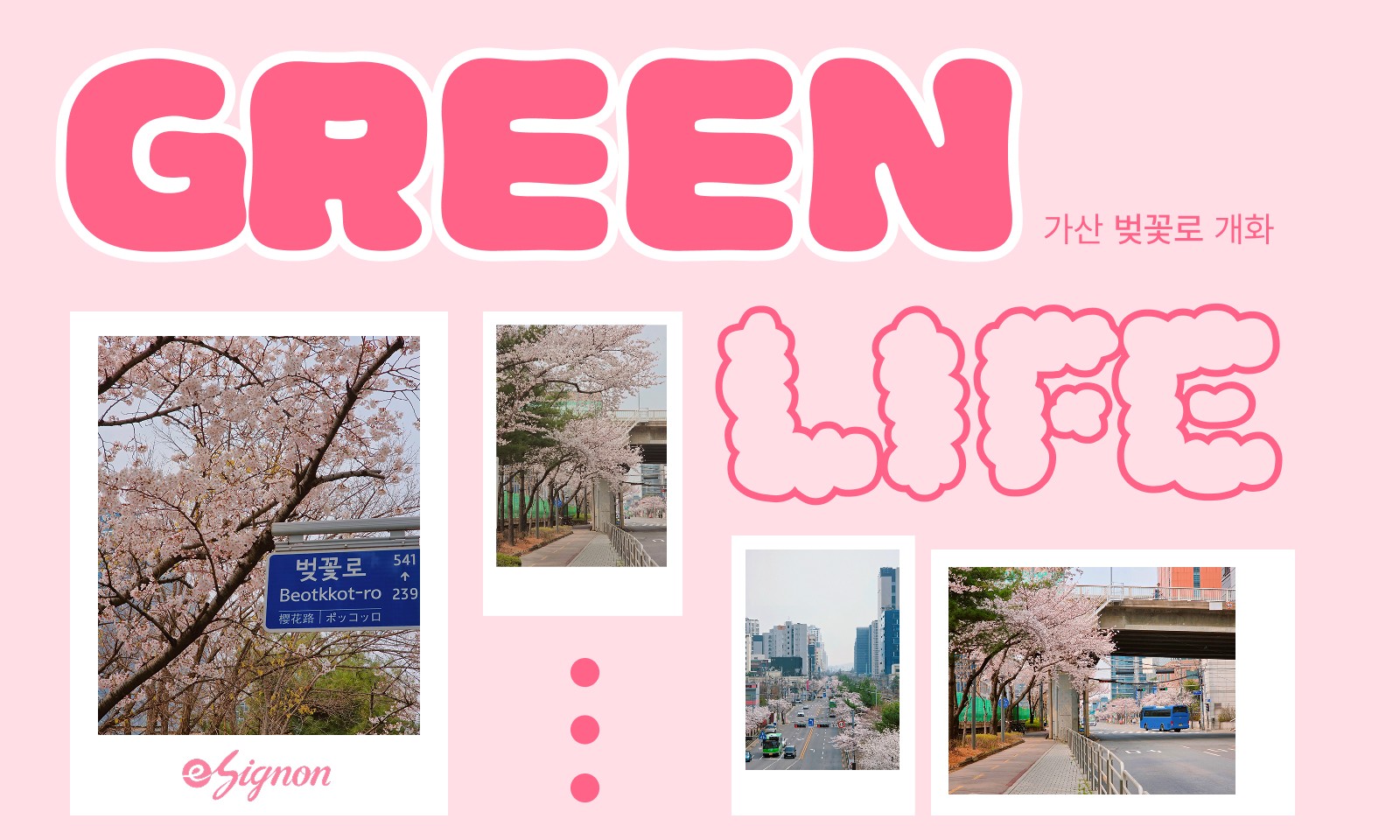 전자계약 이싸인온 사무실 앞 가산 벚꽃로 실시간 개화 소식