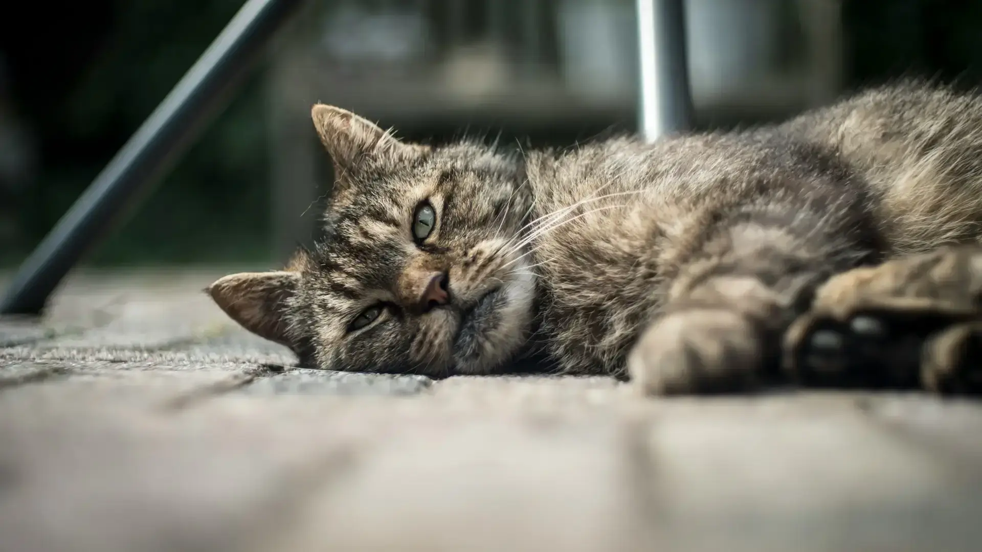 eine schwarz-graue katze liegt draussen auf grauem steinboden