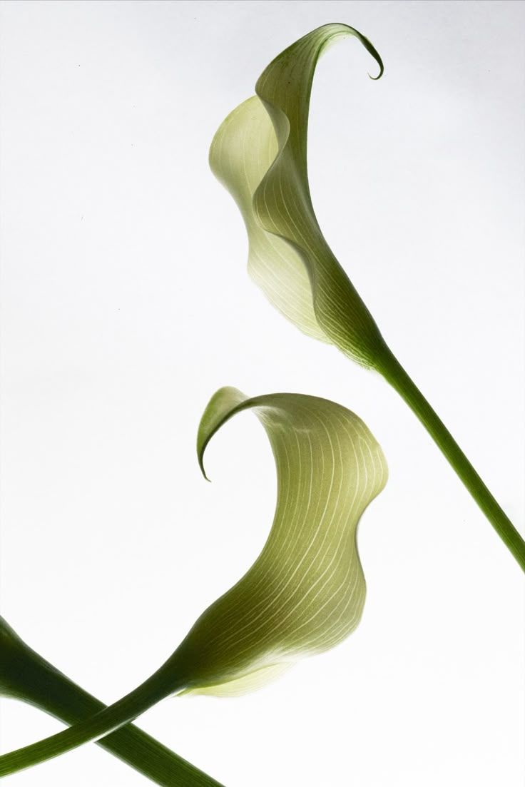 A glossy 3D star with a smooth pink-to-white gradient, sparkly surface texture, and rounded edges on a transparent background.