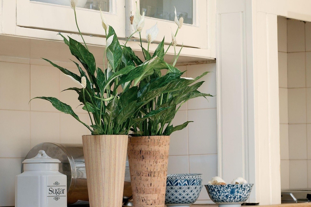 Zielone rośliny do kuchni na wymiar w Warszawie które przetrwają wszystkie warunki