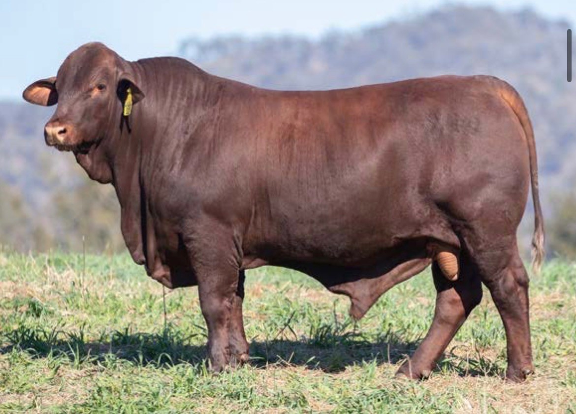 Yulgilbar S010 bull
